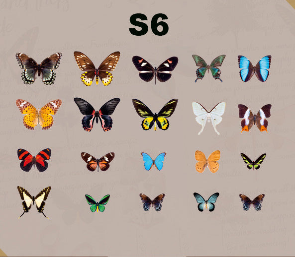 Butterfly Specimen Series Sticker
