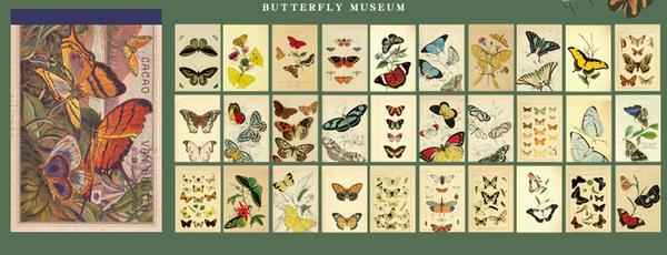 30PCS Retro Illustrated Plant Butterfly Stickers